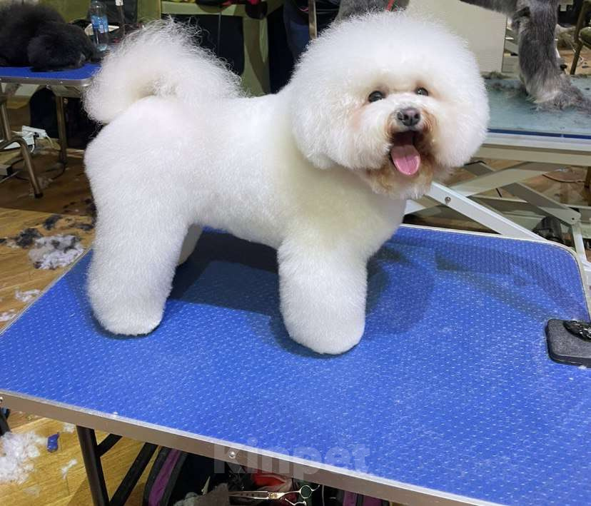 Собаки в других городах Московской области: Ласковые щенки Бишон Фризн Девочка, 55 000 руб. - фото 5