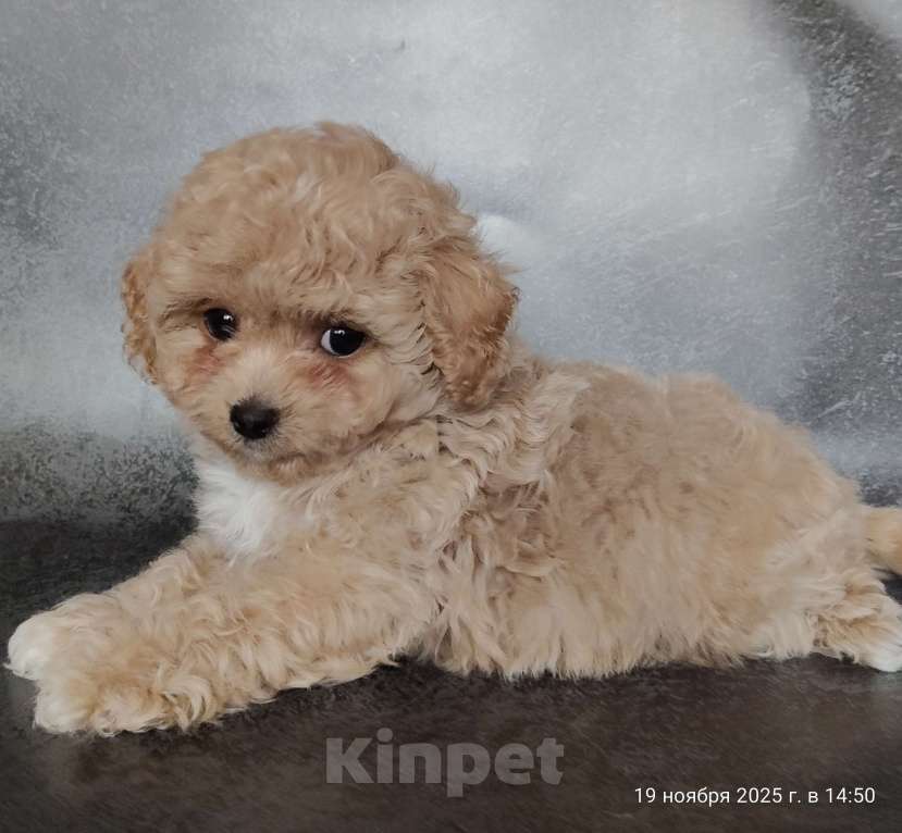 Собаки в Мытищах: Пушон Линда Девочка, 200 000 руб. - фото 3