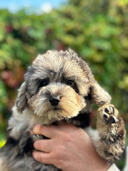 Мраморные мальчики 