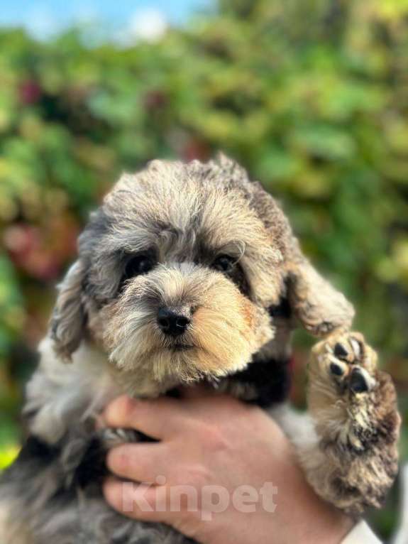 Собаки в Ставрополе: Мраморные мальчики  Мальчик, 85 000 руб. - фото 1