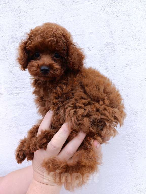 Собаки в Санкт-Петербурге: Щенок той‑пуделя тикап редбраун, СПб. 3 мес., с чипом и прививками! Мальчик, Бесплатно - фото 10