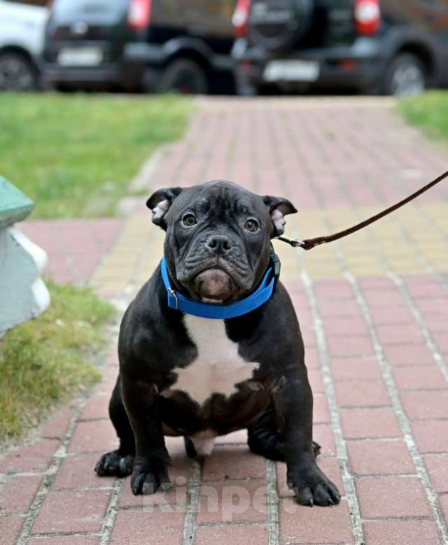 Собаки в Курске: Мальчик черного окраса Мальчик, 80 000 руб. - фото 1