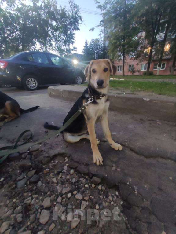 Собаки в Москве: Щенок в добрые руки  Девочка, Бесплатно - фото 1