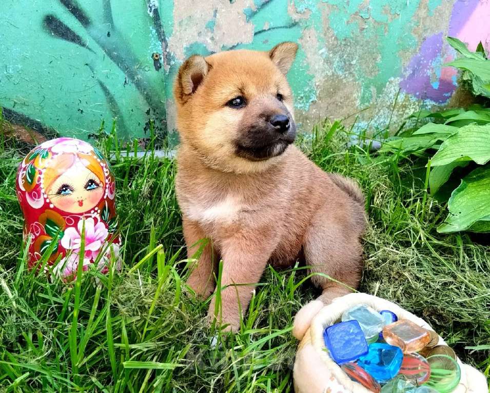 Собаки в Краснозаводске: Булочка ищет родителей Девочка, 55 000 руб. - фото 1