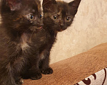 Кошки в Химках: Кошечки близнецы  Девочка, 1 руб. - фото 2