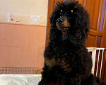 Собаки в Москве: Пудель миниатюрный черно-подпалого окраса кобель Мальчик, Бесплатно - фото 3