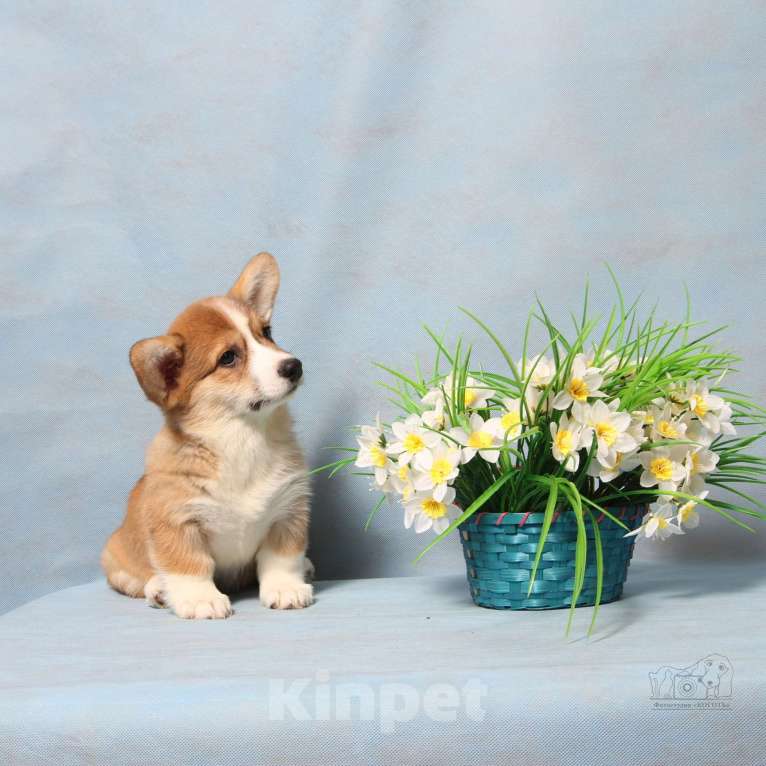 Собаки в Туле: Щенок Вельш-корги-пемброк Мальчик, 45 000 руб. - фото 2