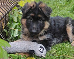 Собаки в Москве: Щенок немецкой овчарки д/ш Девочка, 28 000 руб. - фото 2