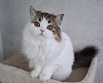 Кошки в Ярославле: Шотландская длинношерстная девочка Девочка, 25 000 руб. - фото 8