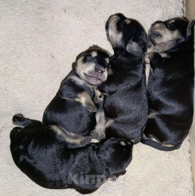 Собаки в Краснодаре: щенок цвергшнауцера Девочка, 60 000 руб. - фото 2