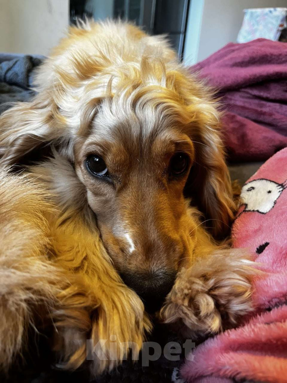 Собаки в Москве: Щенок английский кокер-спаниель ищет новый дом Девочка, 10 000 руб. - фото 6