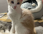 Кошки в Москве: Доиашний котенок-девочка в дар Девочка, Бесплатно - фото 6