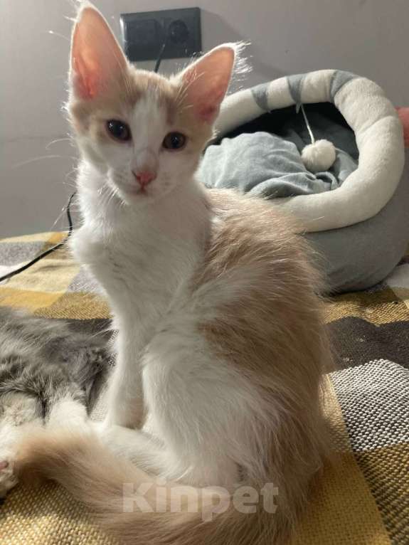 Кошки в Москве: Доиашний котенок-девочка в дар Девочка, Бесплатно - фото 6