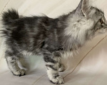 Кошки в Челябинске: Котенок курильский бобтейл Девочка, 35 000 руб. - фото 5