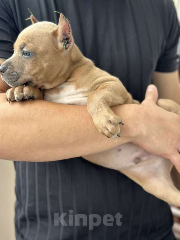 Собаки в Домодедово: Мальчик амстафф голубо палевый  Мальчик, 65 000 руб. - фото 4