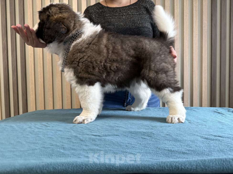 Собаки в Тамбове: Ван Гог с Тамбовского Края  Мальчик, Бесплатно - фото 4