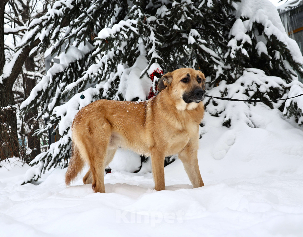 Собаки в Москве: Собака бесплатно Москва Мальчик, Бесплатно - фото 4