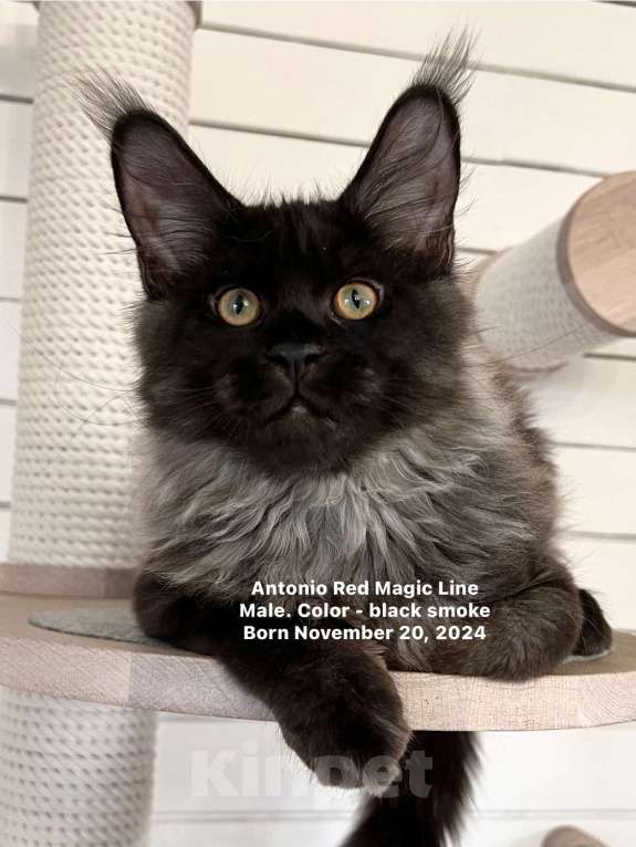 Кошки в Наро-Фоминске: Antonio. Male. MCO ns Born 20.11.2024 Мальчик, 100 000 руб. - фото 3