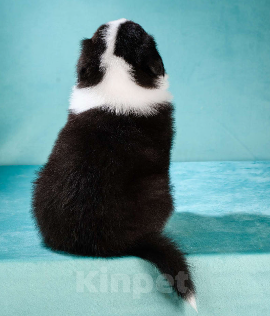 Собаки в других городах Московской области: Австралийская овчарка, щенок Мальчик, 80 000 руб. - фото 6
