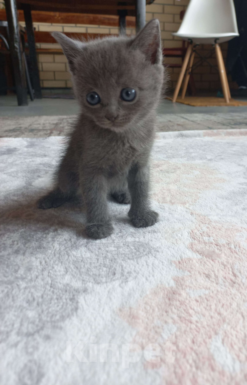 Кошки в других городах Ставропольского края: Отдам в добрые руки Мальчик, Бесплатно - фото 3