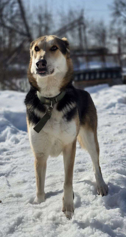 Собаки в Королеве: Нежная Лаура ждет свою семью Девочка, Бесплатно - фото 10