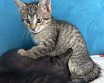 Кошки в Химках: котенок девочка 3 месяца Девочка, Бесплатно - фото 1