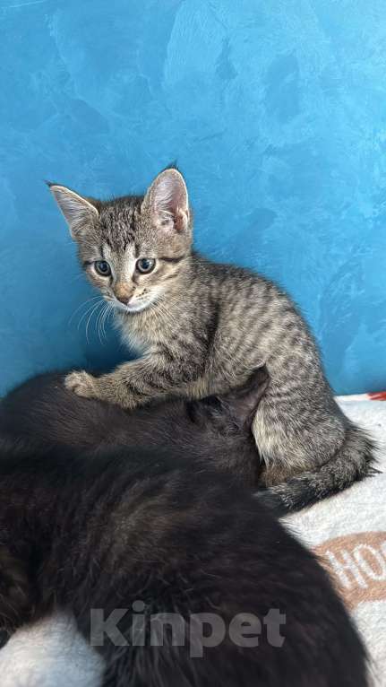 Кошки в Химках: котенок девочка 3 месяца Девочка, Бесплатно - фото 1
