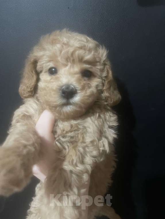 Собаки в Санкт-Петербурге: Щенки Той-пуделя Девочка, 80 000 руб. - фото 2