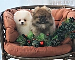 Собаки в Архангельске: Шпиц Мальчик, 45 000 руб. - фото 1