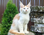 Кошки в Мытищах: Котята Мейн-кун Мальчики Мальчик, 40 000 руб. - фото 4