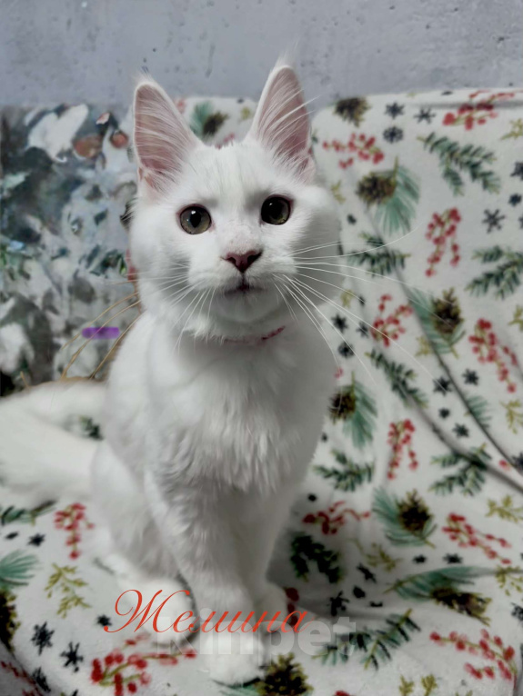 Кошки в Челябинске: Мейн-кун Девочка, 35 000 руб. - фото 1