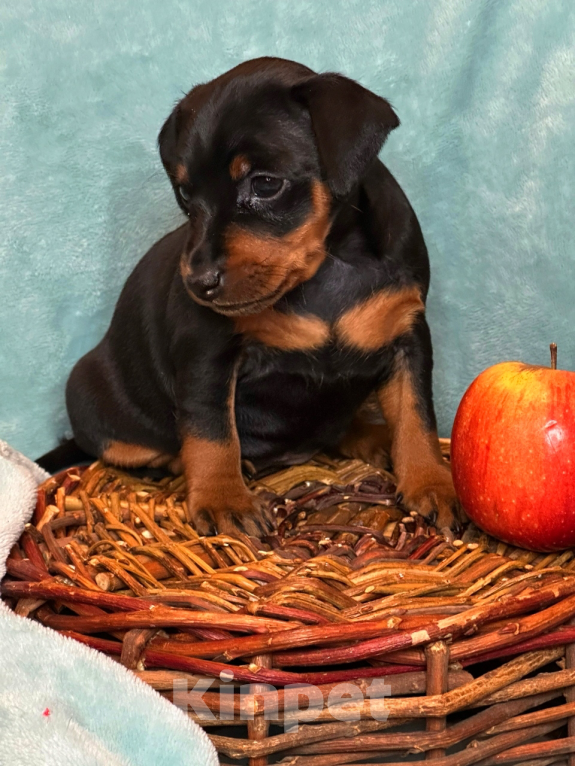 Собаки в Нижнем Новгороде: Щенок Цвергпинчер Девочка, 55 000 руб. - фото 2