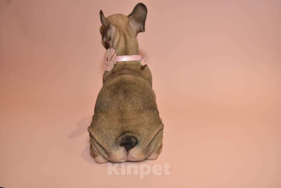 Собаки в Москве: Девочка французского бульдога  Девочка, 50 000 руб. - фото 9