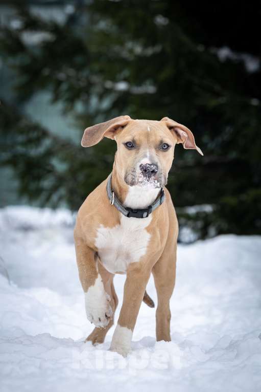 Собаки в Санкт-Петербурге: Девочка-прайтер Девочка, 50 000 руб. - фото 2