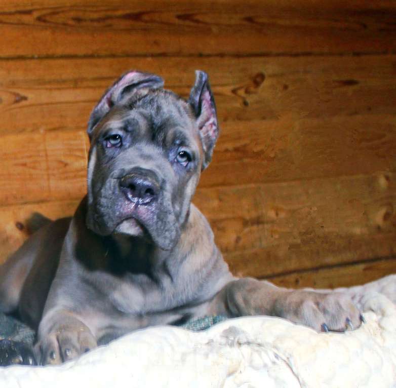 Собаки в Москве: Девочки и мальчик кане корсо Мальчик, 70 000 руб. - фото 7