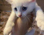 Кошки в Краснокамске: КОТЯТА Мальчик, Бесплатно - фото 3