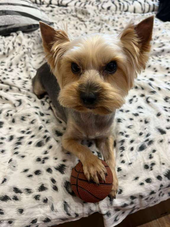 Собаки в Переславле-Залесском: Пропал йоркширский терьер  Мальчик, 11 111 руб. - фото 2