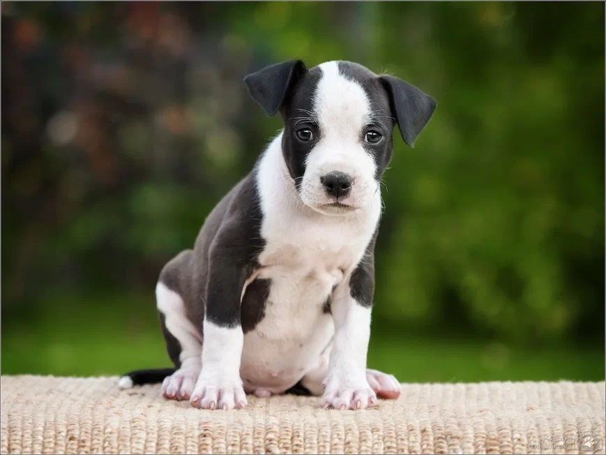 Собаки в Самаре: Щенки АСТ в питомнике, 30 000 руб. - фото 2