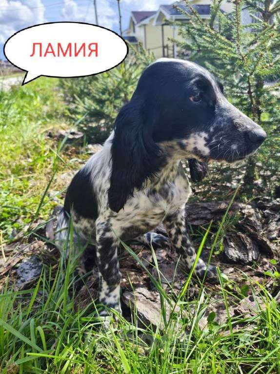 Собаки в Москве: Девочка Девочка, 35 000 руб. - фото 2