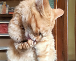 Кошки в Ногинске: Рыжий котенок Девочка, Бесплатно - фото 4