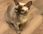 Кошки в Пролетарске: Бурманская кошка, 25 000 руб. - фото 1