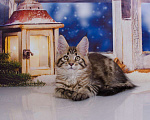 Кошки в Кудымкаре: Котенок Мейн кун кот., 20 000 руб. - фото 7