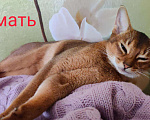 Кошки в Осе: Абиссинские котята, 18 000 руб. - фото 4
