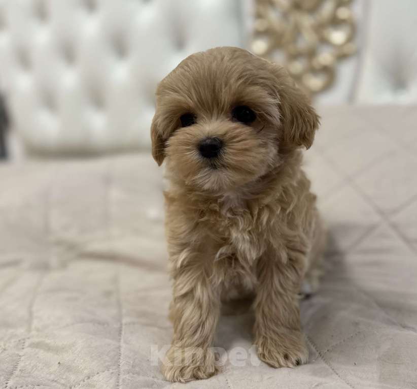 Собаки в Самаре: Мальтипу F1 щенки девочка  Девочка, 110 000 руб. - фото 1