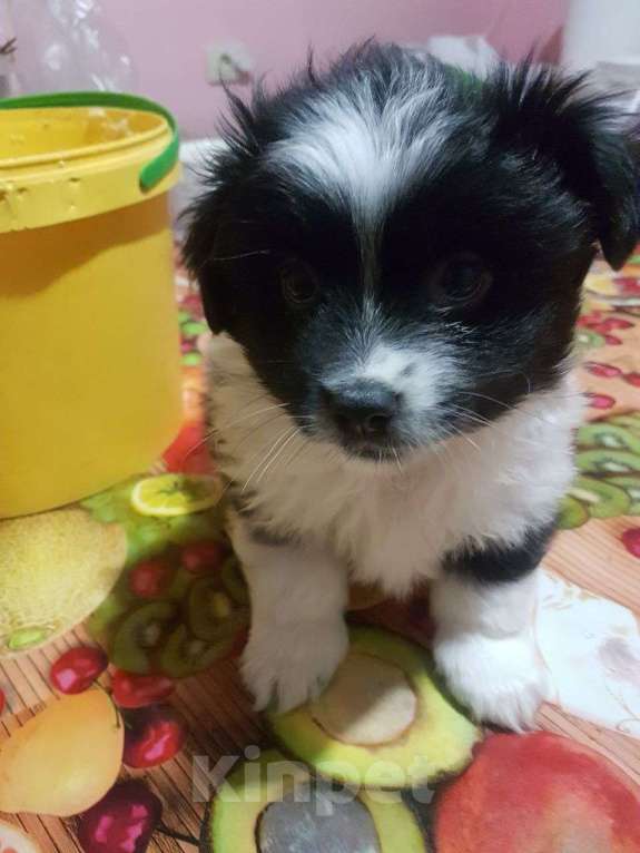 Собаки в Саке: счастливые глазки ждут тебя Разнополые, Бесплатно - фото 2