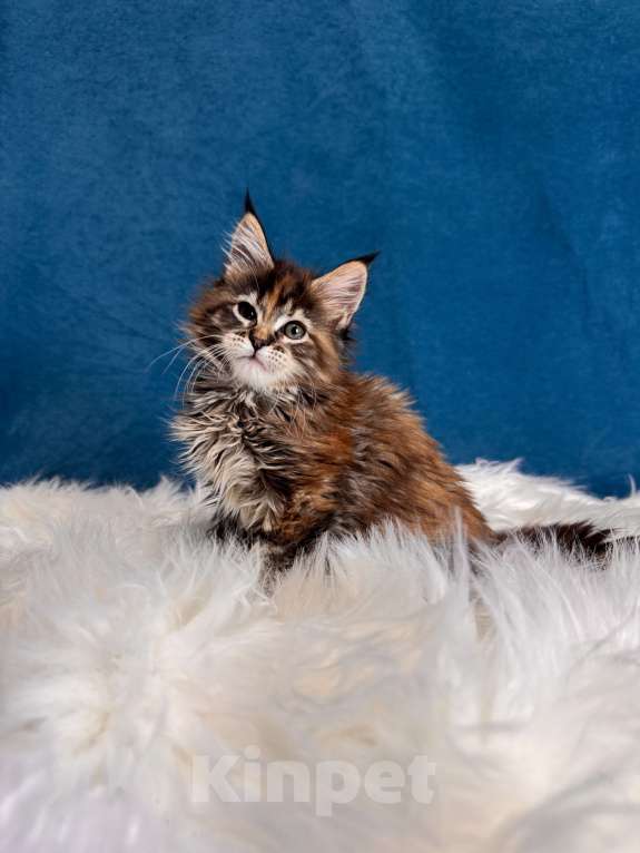 Кошки в Москве: Котенок мейн-кун, девочка Девочка, 70 000 руб. - фото 5