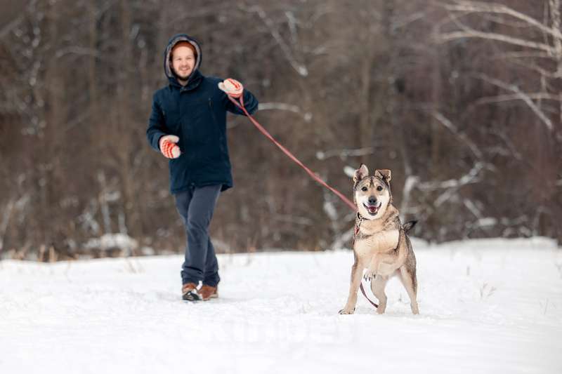 Собаки в Москве: Милый оптимист Джек ищет дом Мальчик, Бесплатно - фото 5