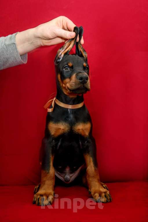 Собаки в Москве: Щенки добермана Девочка, 100 000 руб. - фото 2