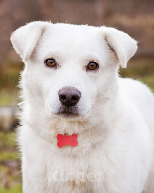 Собаки в Москве: Собака из приюта в добрые руки Мальчик, Бесплатно - фото 6
