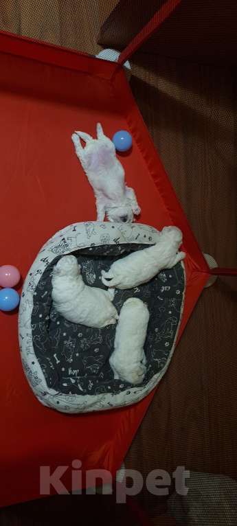 Собаки в Москве: Щенок Бишон фризе Мальчик, 50 000 руб. - фото 3